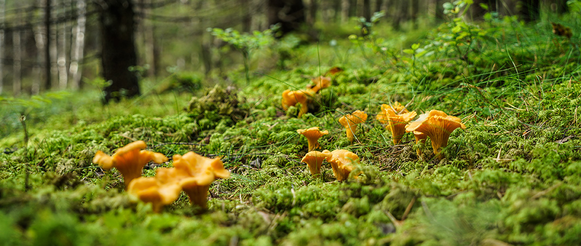 Carousel background image